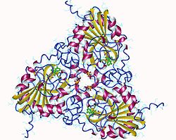 Purin-Nukleosid-Phosphorylase