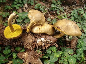 Моховик паразитный (Pseudoboletus parasiticus)