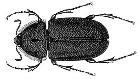 Aclopus vittatus