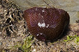 Lorsque ses tentacules sont rétractés, la fraise de mer adopte la forme d'une petite boule qui évoque le fruit.