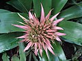 Aechmea fasciata en el "Botanischer Garten der Universität Zürich".