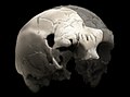 Image 1Aroeira 3 skull of 400,000 year old Homo heidelbergensis. The oldest trace of human history in Portugal. (from History of Portugal)