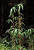 The river cane (Arundinaria gigantea)