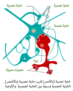 خلية نجمية (بالأحمر) قرب خلية عصبية (بالأخضر).