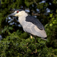 A black-crowned night heron standing on a tree branch