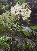 Begonia parviflora