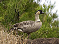 Um Ganso-do-havaí (Branta sandvicensis)