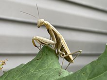 Brown European mantis