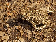 Bufo calamita 20110425 4