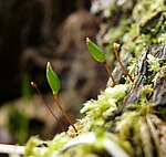 Buxbaumia viridis (Bryophyta: Buxbaumiaceae)