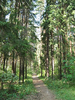 On a trail in Zelyony Gorod, near Kstovo