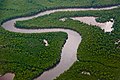 Image 23Caroni Swamp, Trinidad (from Biota of Trinidad and Tobago)