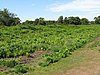 Chailey Common