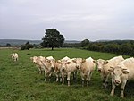 Charolais-Brionnais, Kulturlandschaft der Rinderzucht