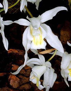 Description de l'image Coelogyne nervosa Orchi 003.jpg.