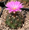 Coryphantha ramillosa, a round cactus with dark spines and a single pink flower on the top