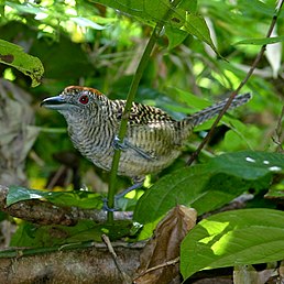 Колючник смугастий (Cymbilaimus lineatus)