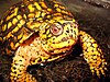 A male eastern box turtle (a sub-species of common box turtle) from Maryland