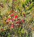 Erica versicolor