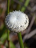 Eriocaulon decangulare flowers