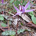 Erythronium hendersonii