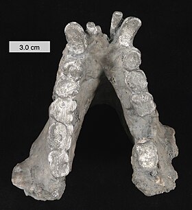 Mandíbula de um Gigantopithecus.