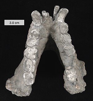 Gigantopithecus blacki 턱뼈