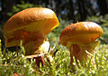 Suillus grevillei