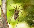 A. pennsylvanica female in web