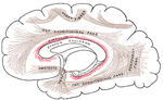 帯状束（赤色で示す部分）。前部帯状回、後部帯状回、海馬傍回を連絡する白質繊維。