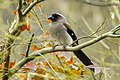 Grey treepie