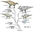 Image 1 Hadrosauroidea Image credit: Debivort Representative dinosaurs of the Hadrosauroidea superfamily. The family Hadrosauridae contains the dinosaurs commonly known as "duck-billed" dinosaurs. They were ubiquitous herbivores during the Cretaceous period, and prey to theropoda such as Tyrannosaurus. The individual drawings represent typical genera. All these groups were alive in the late Cretaceous, and are generally known only from a single fossil site. Animals are shown to scale. More selected pictures