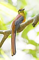 Trogon à poitrine jaune