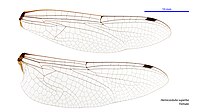 Female wings