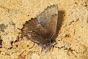 Adult, ventral view of wings.