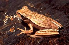 Description de l'image Hypsiboas guentheri.jpg.