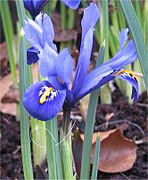 Iris reticulata