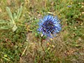 Jasione des montagnes