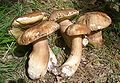 Boletus of Šumadija