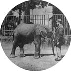 Jumbo la 4 ani, 1865