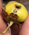 Same fruit (after having fallen) held up to show pubescent pedicel and broad calyx lobes.