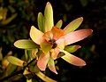 Leucadendron salignum