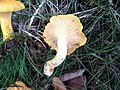 Cantharellus cibarius