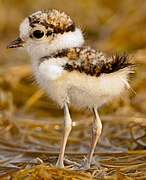 Little ringed plover chick, with a conspicuous orbital ring