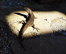 Lézard, vu de dessus et de derrière, avec sa tête penchée vers la gauche, se réchauffant dans un coin de lumière entouré de zones d'ombres, sa queue s'étendant dans une zone ombragée. Les parties supérieures sont noires et jaunes.