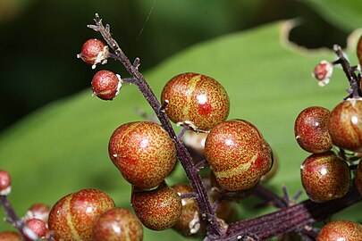 M. r. subsp. amplexicaule fruit, Mount Baker-Snoqualmie National Forest