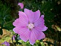 Malva alcea close-up