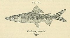 Description de l'image Mesoborus crocodilus.jpg.