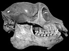 Mesopropithecus globiceps skull