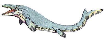 Mosasaurus beaugei